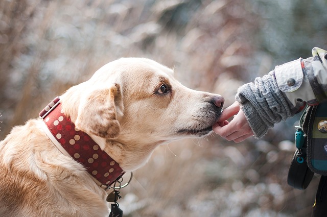 Hundesteuer, Kosten und Bußgeld