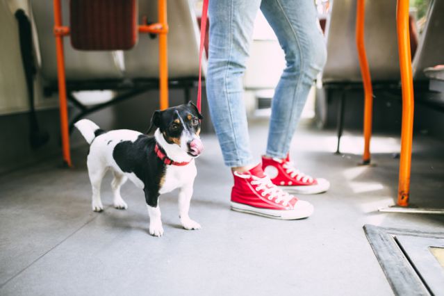 Preise für Öffentliche Verkehrsmittel für Hund