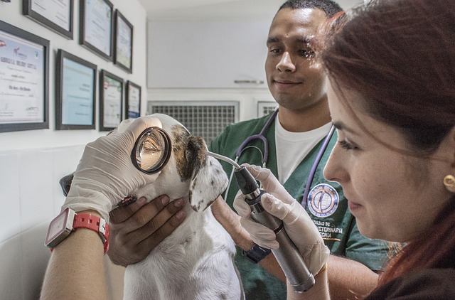 Ist kein Geld für den Tierarzt verfügbar, können soziale Organisationen helfen